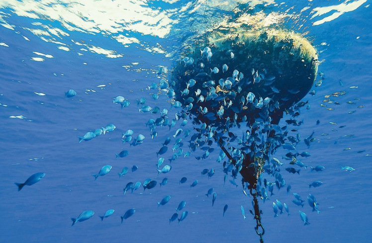 籓灣巡釘z拍尼太平島畫翵拽 呼友稰鼓W冠ㄓ 籓灣巡釘z拍尼太平島畫翵拽 呼友稰鼓W冠ㄓ