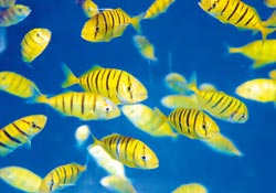 ���W�K�����Z�T�f�L�W�����⡲����������`�G�y