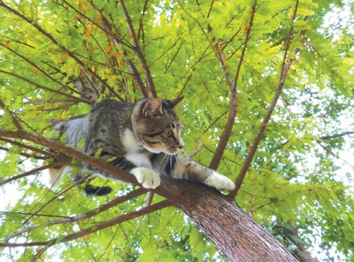 ���W����R�E�̡L����]���I���½l�����ʐ�