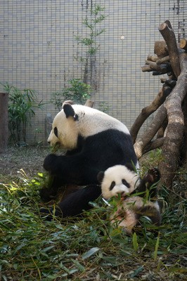 �B�S�哥����]�}�}�L���n���Y�U�͡L�V���С�