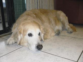 ����s�t���\�J�N�L���ïU���h�˼p�d