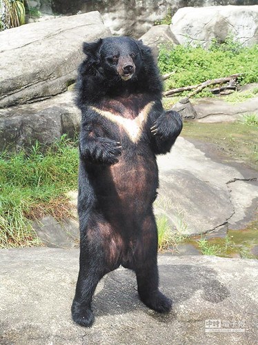 ���W����K�m���J�p�����V��]�Y1/10���ʐ�