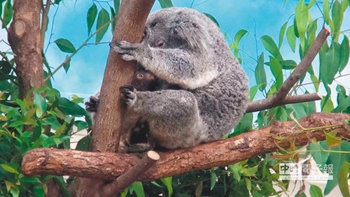 �哥���J�Z�֣V�s�ͼp��3���̳U��}�}���W���n