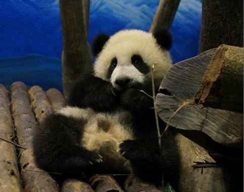 �L���n���y���ᣤ�ᓮ��f�z�{�C�`�\���X���ʐ�