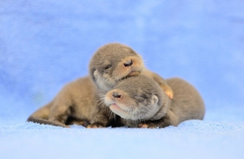 ���W�V��}�}�i�}�Z�y�F�@���F����f�z���ʐ�