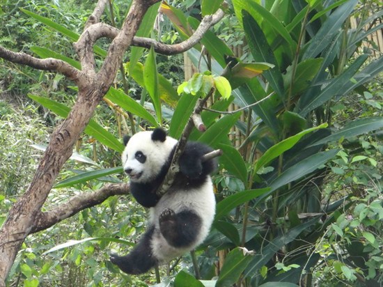 �哥����]�L���n���R�P�̒��J�p���������m���ʐ�