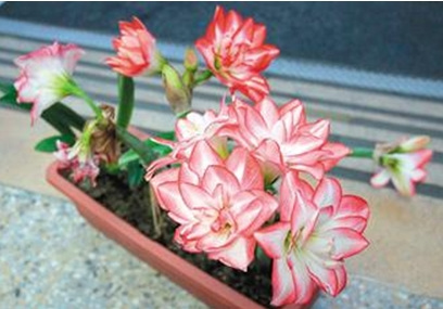 ���N�����S�����إ������h���d�z�����o����ҧ