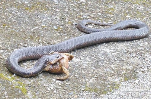 �y�y�����c����������ؿت���|���J���ʐ�