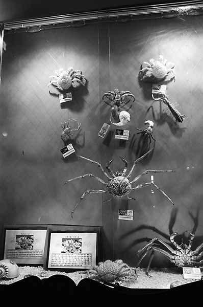 ���W�Ϫ�L�����V���_��