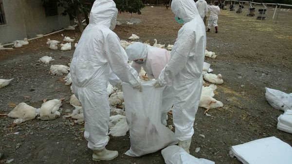 ���藍�g�P�q�ưp���y�F���~�����ʕ[��������W�����s���I��