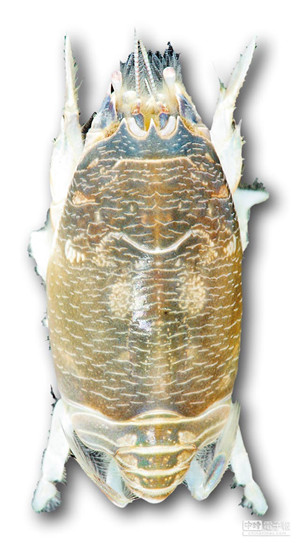 ���W���}�s�J�P�L���W���r�X�����ʐ�