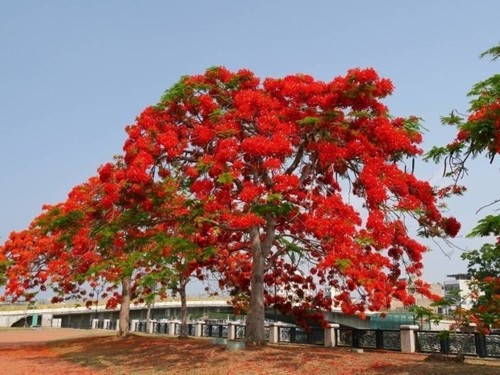 h}e DFCF() h}e DFCF()