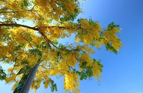 h}e DFCF() h}e DFCF()