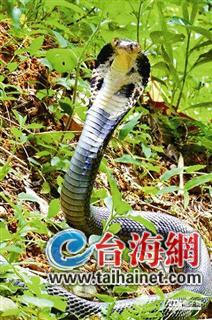 �p�����pŦ�P��I�� �ެ����W�_�|�F�Y(��)