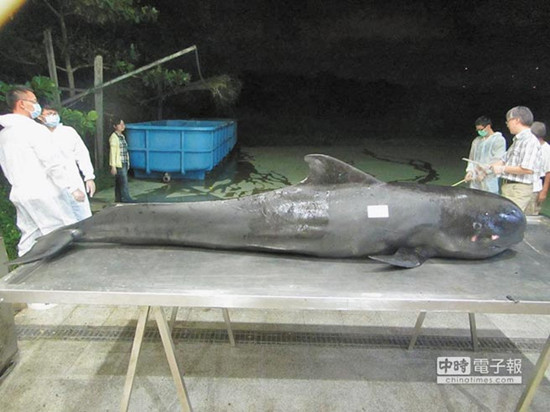 PiLj 10ɡJoe() PiLj 10ɡJoe()