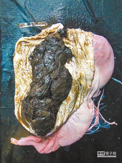 PiLj 10ɡJoe() PiLj 10ɡJoe()