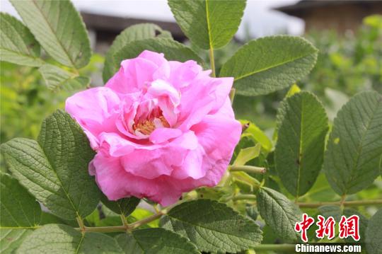 ��M�ҥ]���h�t��V�G�Y�L�S�����١�(��)