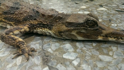 ���ؓĬ��}�n���X�i�o�~�������v�L�o�������ʐ�