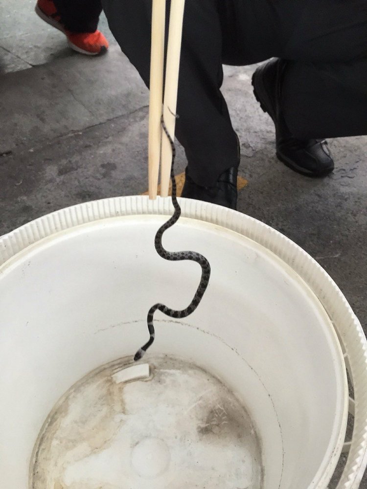 ��Ŧ�W�o���}30�������� �o���b�i�{������