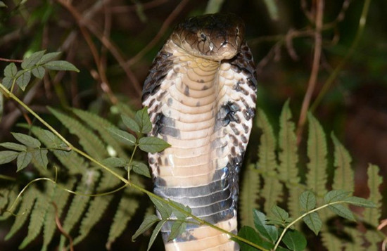 �y�y���L���x���s�����^�@���A�~�|����ﵐ��ʐ�