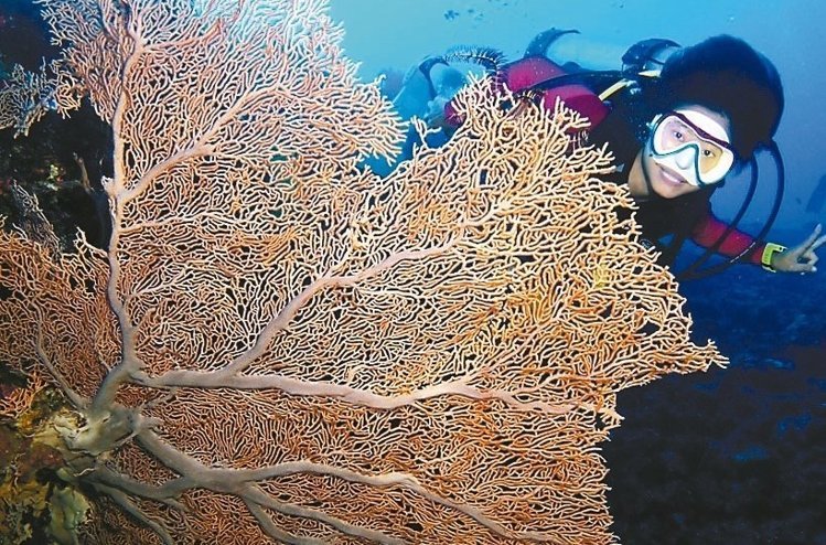 ���W�^�U��e�������L�}���� �n���n�ݕ���ʐ�