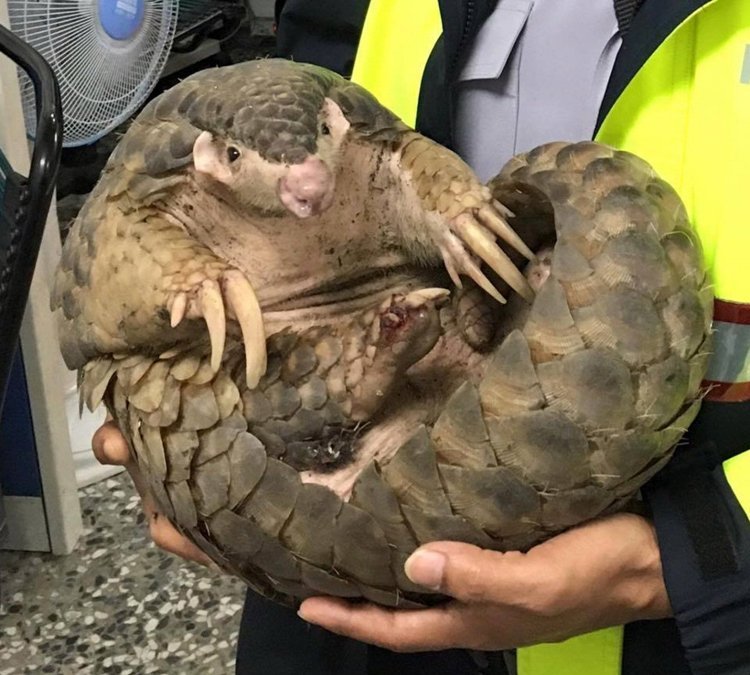 �B�V�L�ϲ��� �ϒ��Ҭy���N�S�������ʐ�