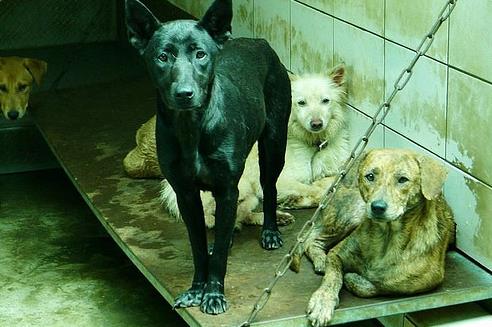 �ͫ��Ҭ�y���N���[���ˬY��ܴ\�|���N��B