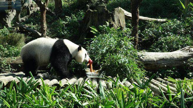 �L���n���s�e�S��Y�^���V���Đ�椬��Ր����Q�߲����Σf�Ƴ�