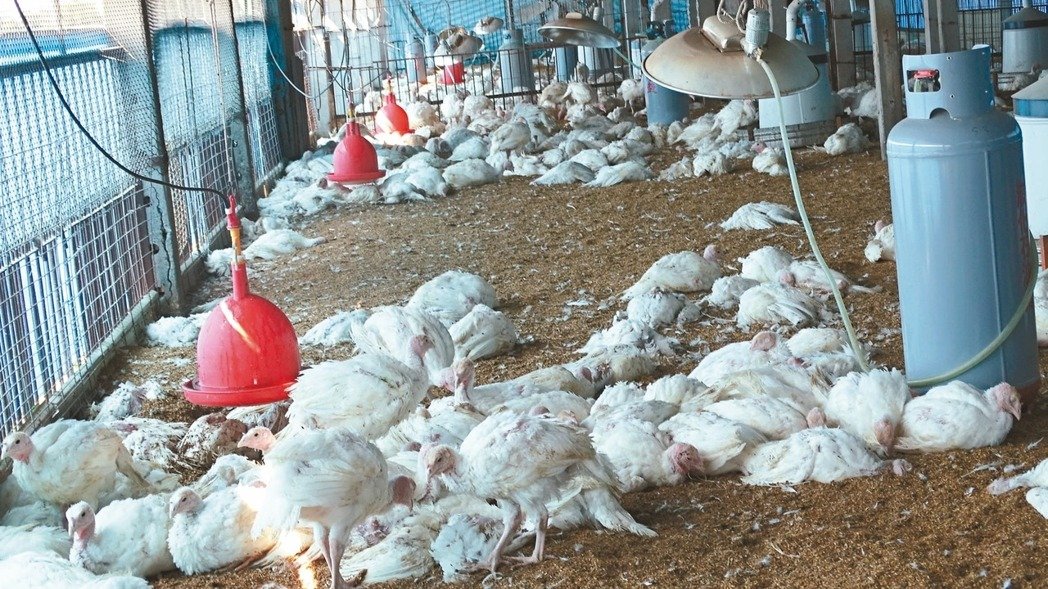 ���W���y�F�����R�� �����쓻�����h�W���L�Q����