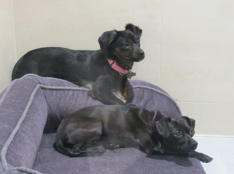 ���W�H�[�{�s��~���ߤ���~���θ]�N�r�{ħ�x25��