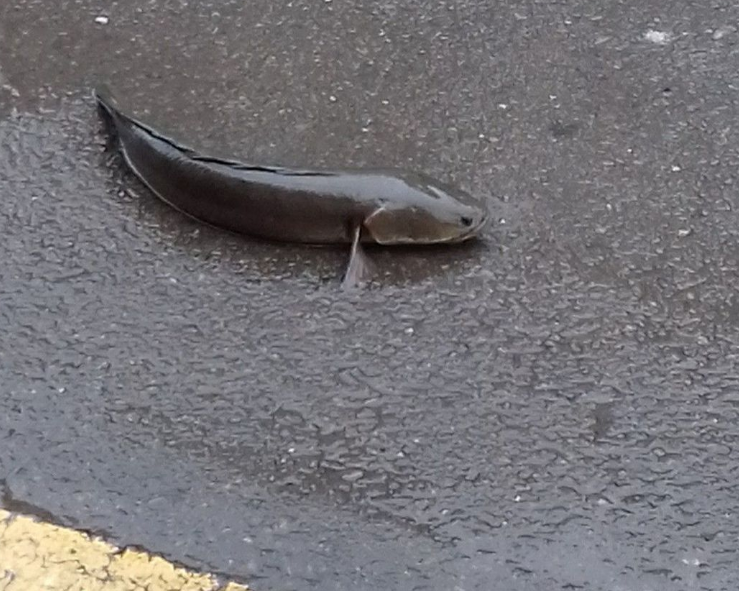 �s�f�B�A�}��K�䨰�I�j�ڐޕ]�I�V����