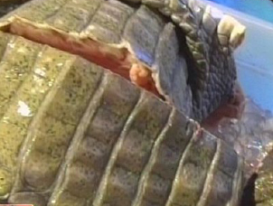 �ꥫ�o�����N