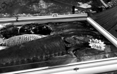 216ިNidڷsWɒRWgfʰUް帤Lv498/硲