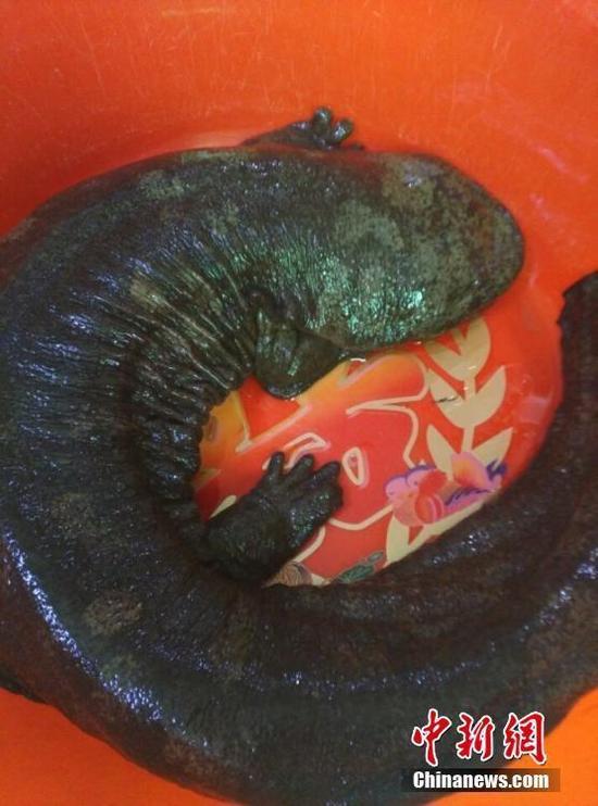 �̼w���H�}���ˡL���ܨ��� �e�x��80�O��(��)