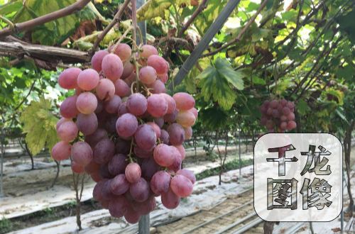 �ղ|���Y�׭����Q�H�H���}���ު��ܒ��\���ՔH�����װ����ΰ����׭����Q�ѶP��