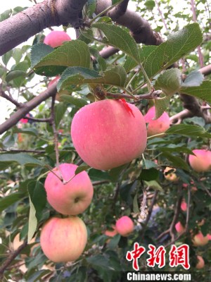 �c�p�ļZ���Y���Đत�s�I �P�j ��