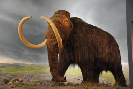 ������ �I�Хʕ[