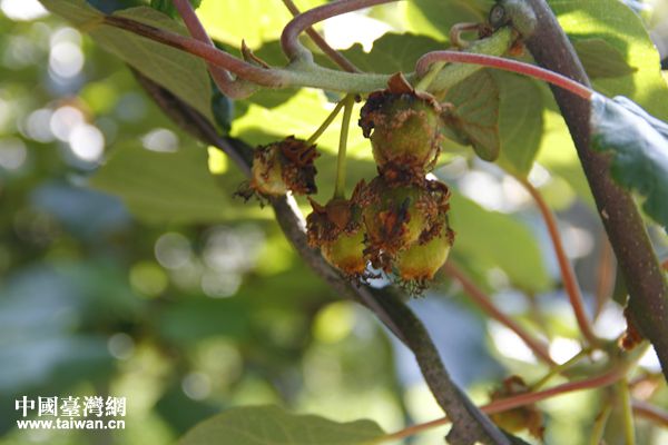 �G���r�b���Y���e�����J���p�q�H�Q�b�V���J�Z���p�q���Ҭ�򧥰�D��