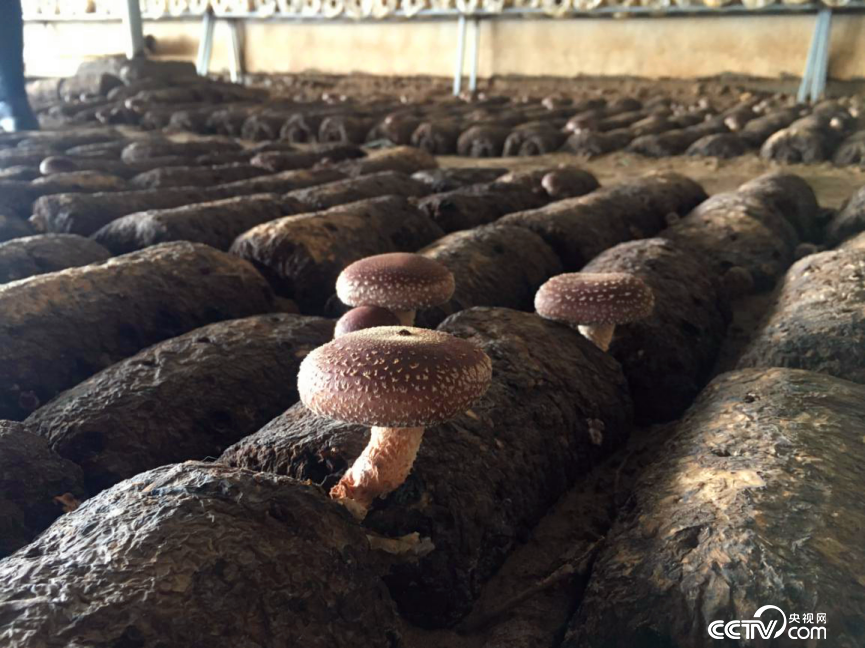 �w�V�y���F����������L���Y����