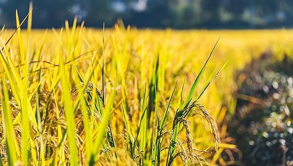 �u��ħֵ����äح�V�êy�ޱ`�v���ܵe��