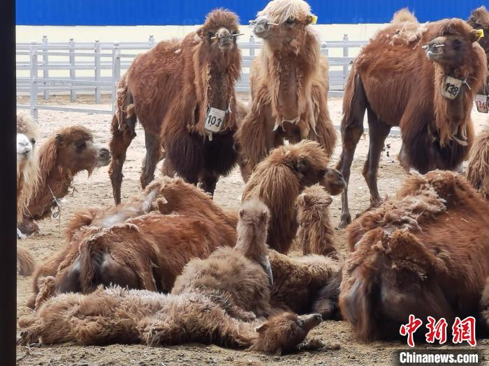 �G�Ԕe@�V���R�b�G�Y���H�������Y�E꾰p�P����s�j��450�ѥ���m�L��������b����