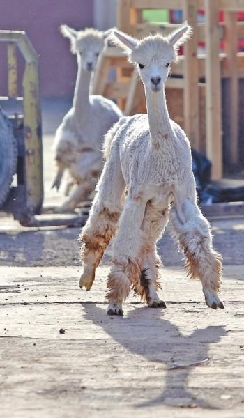 Hello����v�h�ܣj�m 622���l�\�Q��L�d����k