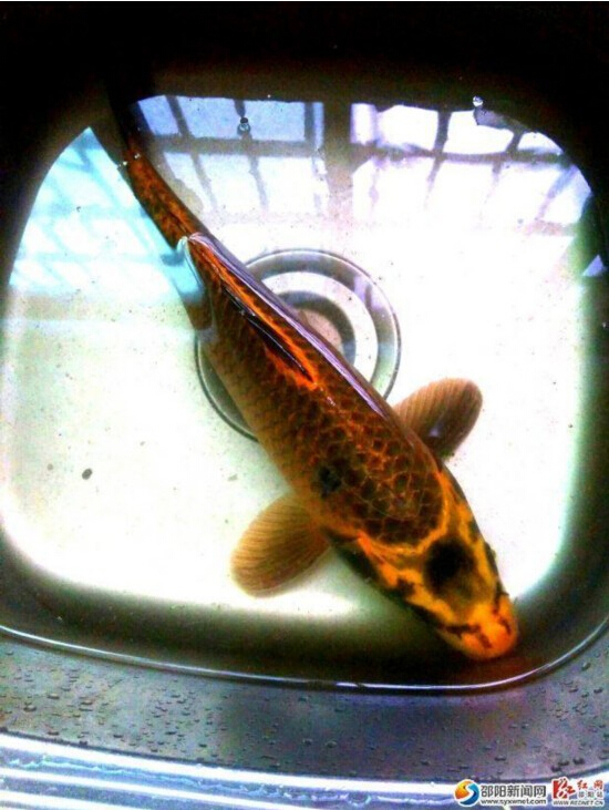 ���h�y�G���}�h���£V�L�����U����(��)