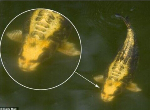 ���h�y�G���}�h���£V�L�����U����(��)