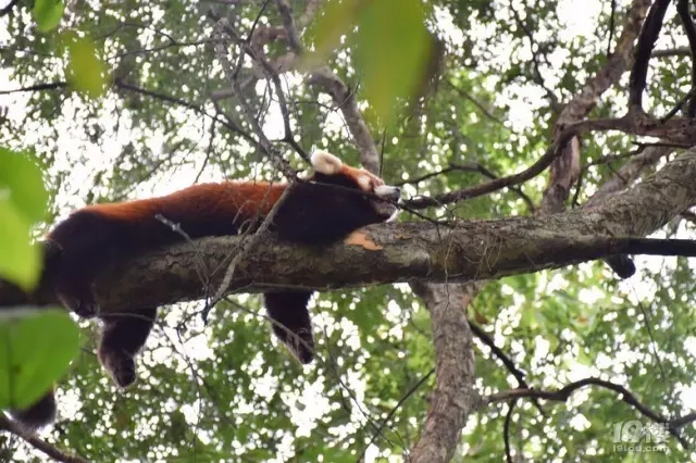 �C�b�L�������q���e �}�w�����