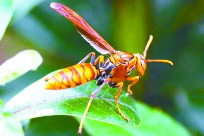 �J�p�����ťʐ�