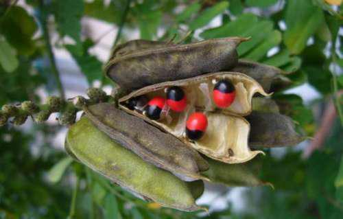 ���I�̒��Y���D��