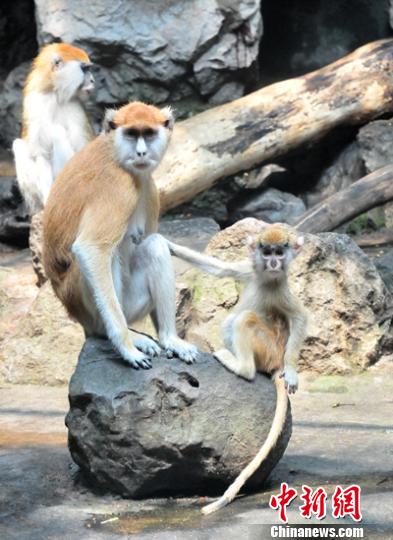 �����R�d���v�ͯ��q�J�����s�y�e���Y�n����ʐ�