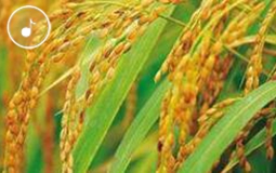 �P�^������1149.02����!¡�q�����v�_�c�C����֣���ӓd���ֻ�