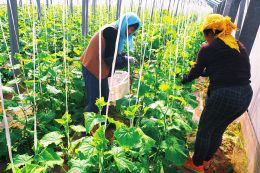 �i��L�Ԓפ������ɔI�o�������~�k���H������